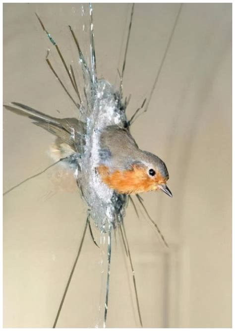 鳥撞玻璃徵兆 客雅山